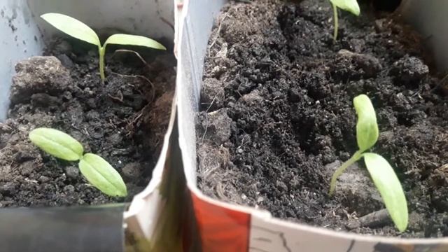 От чего вянет рассада и пересадка баклажана Максик F2 смотреть онлайн