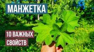 Манжетка. Десять уникальных свойств