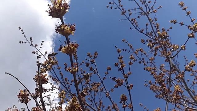 Цветёт клён ясенелистный. Пчела работает на его цветках. смотреть онлайн