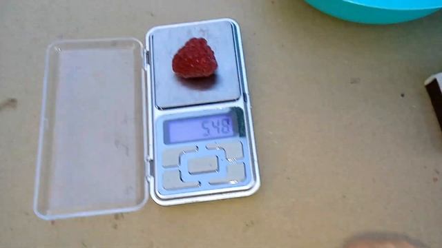 Малина ЖОЗЕФИНА летнее плодоношение смотреть онлайн