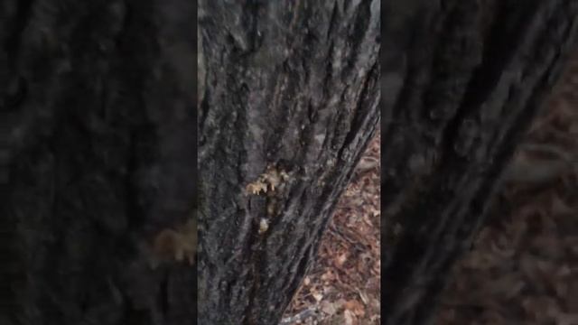 Сбор сока маньчжурского ореха. смотреть онлайн