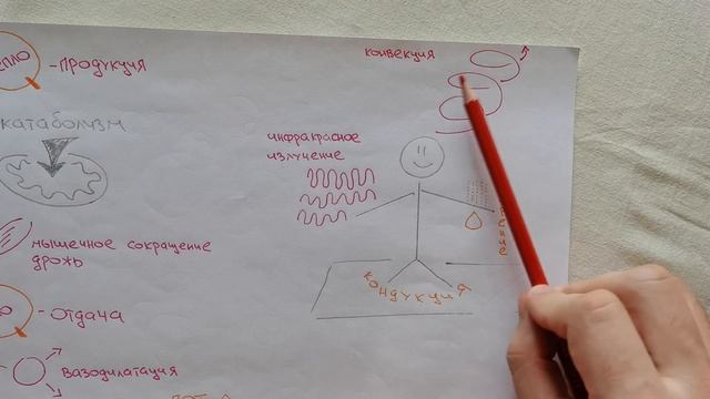 Механизмы терморегуляции смотреть онлайн