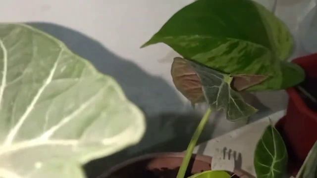 How To Care Your Alocacias -vlog7