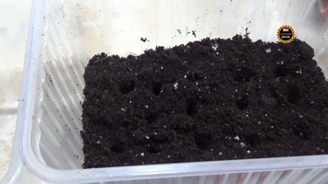 Сажаю перец и баклажаны старым проверенным способом. Как сажать семена? Томаты, перец, баклажаны. смотреть онлайн