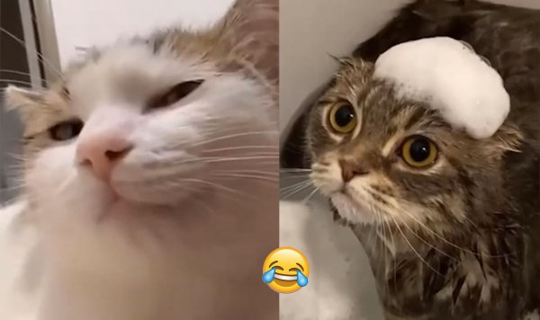 ПРИКОЛЫ С КОТАМИ ))) ПОПРОБУЙ НЕ ЗАСМЕЯТЬСЯ 😂 ОЧЕНЬ СМЕШНЫЕ КОТЫ Coub Animals Life