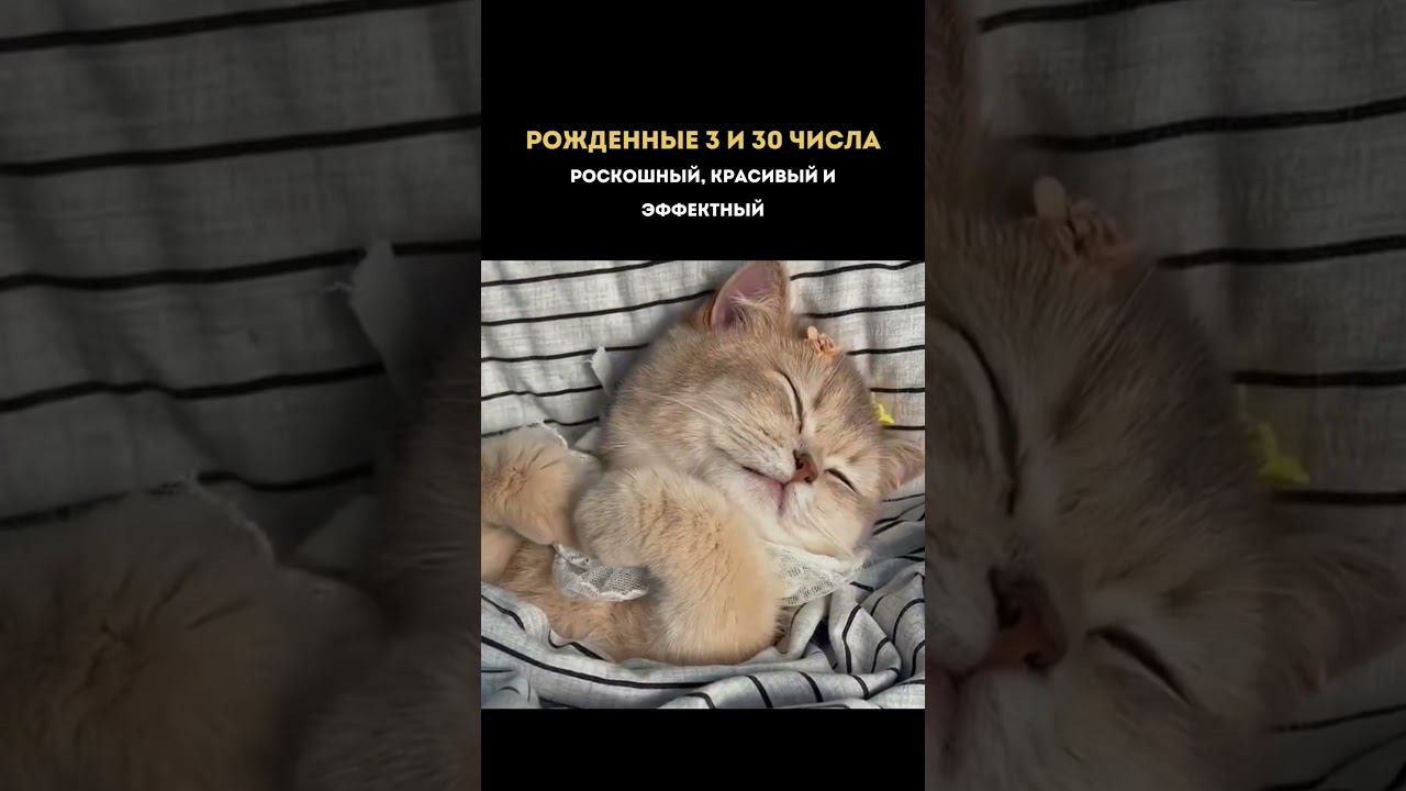 Какой ты котик по дате рождения? Смотри в комментариях подробное описание смотреть онлайн