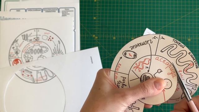 Комплект печатных материалов Черви (зоология/биология 7 класс) смотреть онлайн
