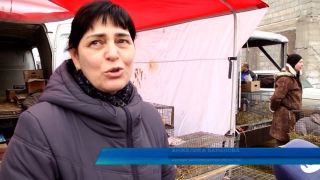 В Курске прошла ярмарка сельскохозяйственных животных смотреть онлайн