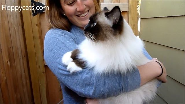 How to Hold a Ragdoll Cat - How to Pick Up a Ragdoll Cat смотреть онлайн