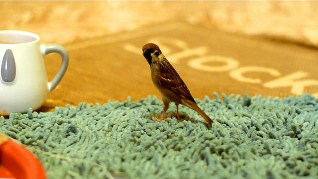 Ручной воробей - домашнее животное / A tame sparrow is a pet смотреть онлайн