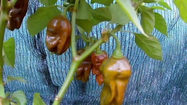 Habanero Green - Хабанеро Зеленый