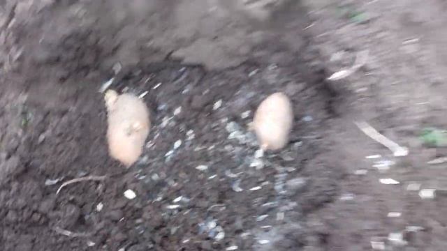 Сажаем картошку. Что положить в лунку. смотреть онлайн