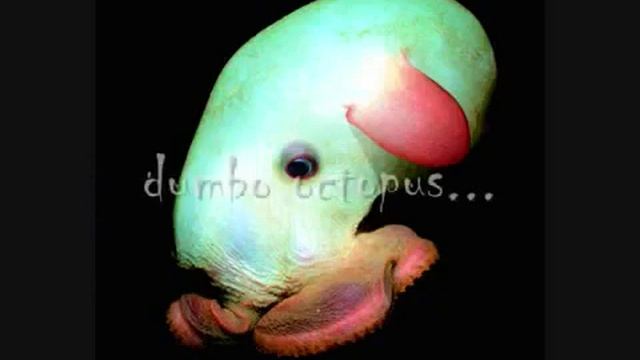 жуткие глубоководные рыбы-creepy deep sea fish смотреть онлайн