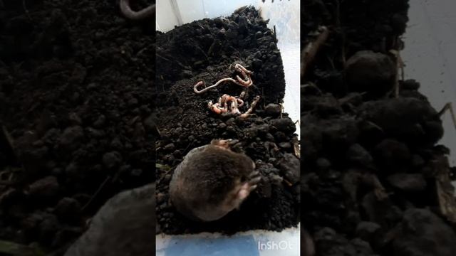Что ест крот? Кормление крота паштетом и червями. смотреть онлайн