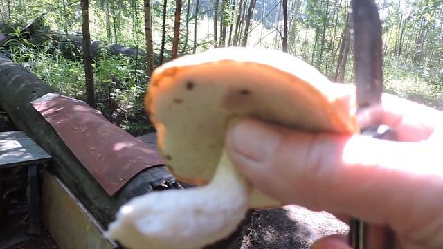 У меня в лесном уголке растут грибы. смотреть онлайн