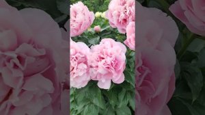 пион Manitowoc Maiden