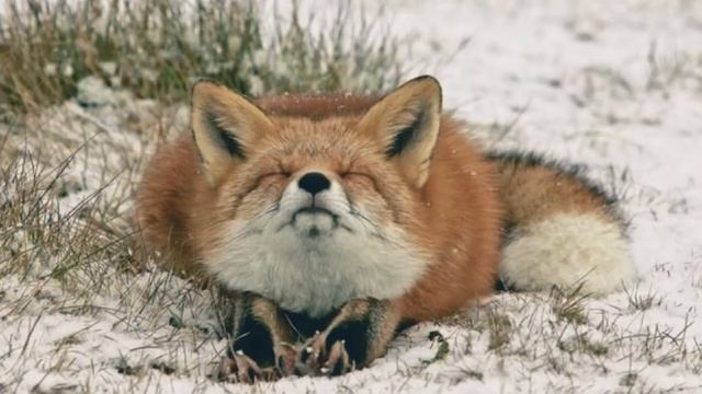 Сказка за добро платят злом смотреть онлайн