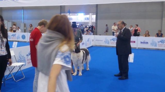 World dog show 2016, Пиренейский мастиф, Altoaragon Dalida! Pyrenean mastiff, Чемпион мира, смотреть онлайн