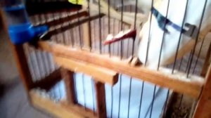 УБОРКА У КАНАРЕЙКИ ФЕКЛЫ