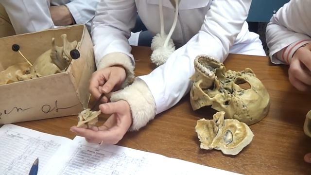Зачет по Анатомии. Череп. Как проходит зачет..mp4 смотреть онлайн