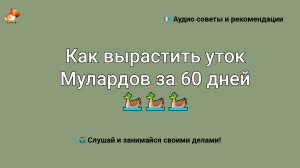 Как вырастить уток мулардов за 60 дней