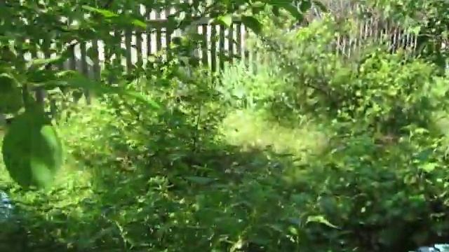 Сибирский палисадник, небольшой палисадник в Сибири в конце июня. смотреть онлайн