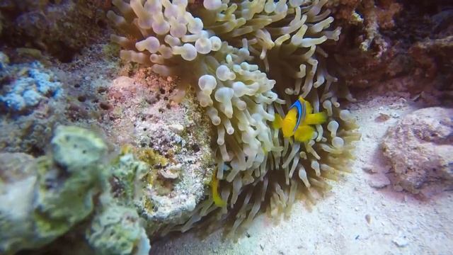 Подводный_мир._Музыка_для_релаксации__Underwater_world._Relaxation_music.meditation_music.m2 смотреть онлайн