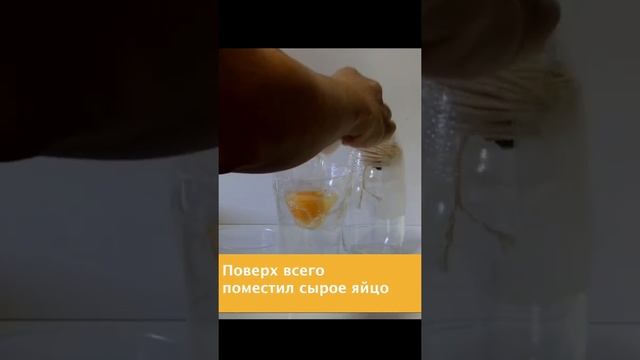 Развитие эмбрионы цыплёнка смотреть онлайн
