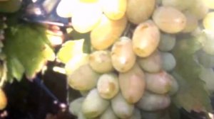 Виноград Тимур