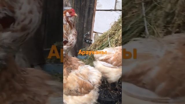 Куры Араукана немецкая линия смотреть онлайн