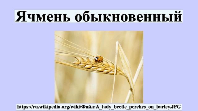 Ячмень обыкновенный смотреть онлайн