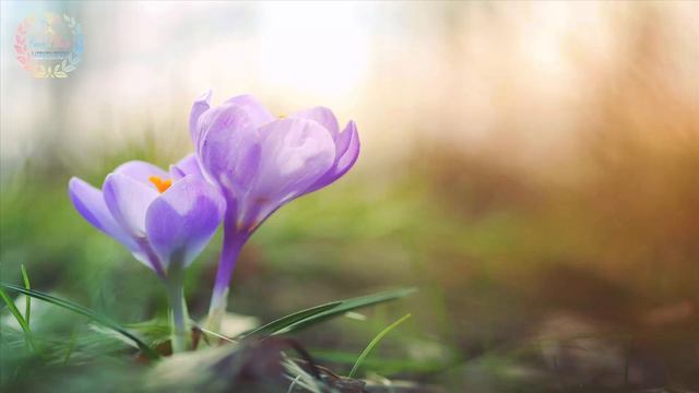 Relaxing Acoustic Classical Guitar #17 смотреть онлайн