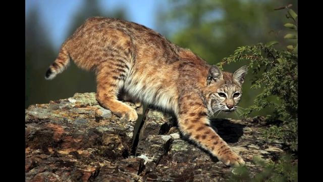 Lynx, Bobcat, and Cougar Sounds смотреть онлайн