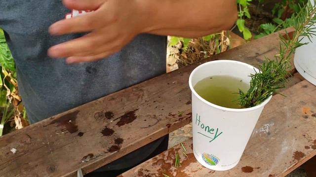 Homemade Rooting Hormones - For Rosemary Cuttings (2019) смотреть онлайн