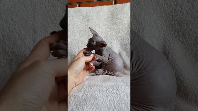 Мальчик, окрас голубой смотреть онлайн