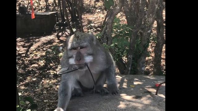 MONKEY STEALS GLASSES AND HOLDS THEM TO RANSOM | ULUWATU TEMPLE | BALI - INDONESIA смотреть онлайн