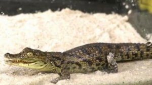 Все домашние животные MAD SCIENCE