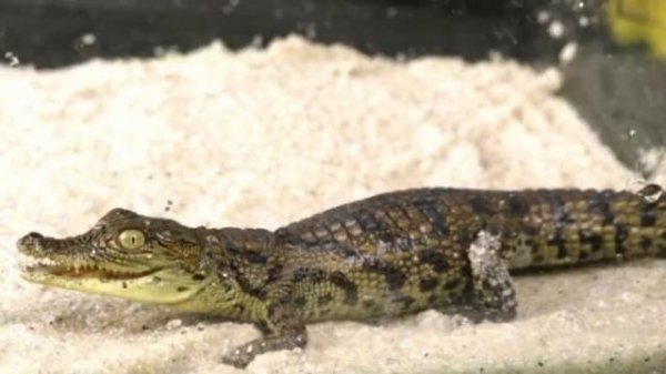 Все домашние животные MAD SCIENCE