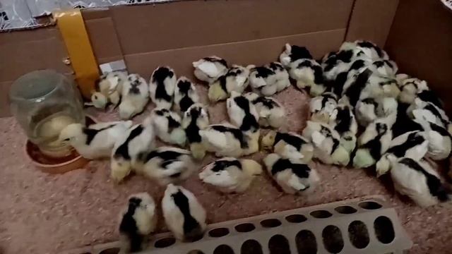 Супер подстилка для маленьких цыплят. смотреть онлайн