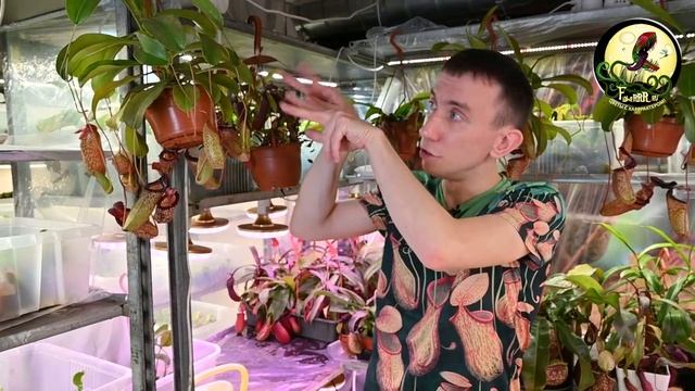 Что такое непентес ? смотреть онлайн