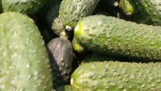 Огурцы оптом от производителя. Огурцы опт Россия. Москва. Санкт-Петербург. Ростов-на-Дону. Cucumber смотреть онлайн