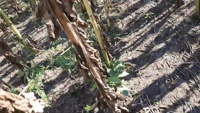 Гибрид подсолнечника ЕС САКСОН Элита Селект демо-участок 08.09.21 года. Конкуренты 13 гибридов Сумо смотреть онлайн