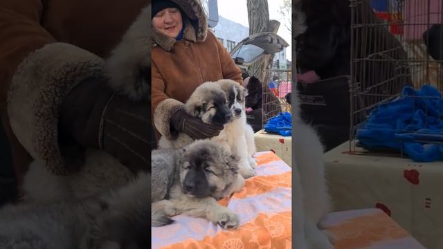 ОГРОМНЫЕ ЩЕНКИ Кавказской овчарки Одесса смотреть онлайн