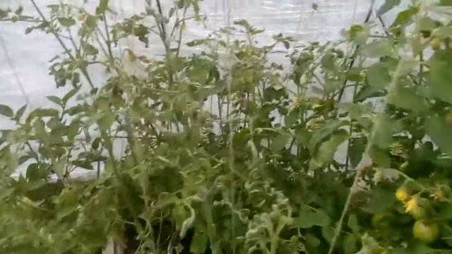 Небольшой обзор моей купольной теплицы из стрейч пленки | Dome Greenhouse Own Hand