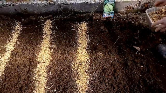 Пришло время сажать белокачанную капусту на рассаду в теплицу под снег смотреть онлайн