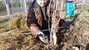Виноград Кишмиш Лучистый: обрезка в зиму