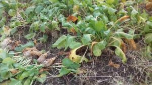 Результаты выращивания кормовой свеклы/Отчий дом в деревне!