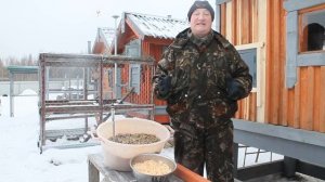 Квашеная капуста для кур несушек. Старинные рецепты птицеводства.