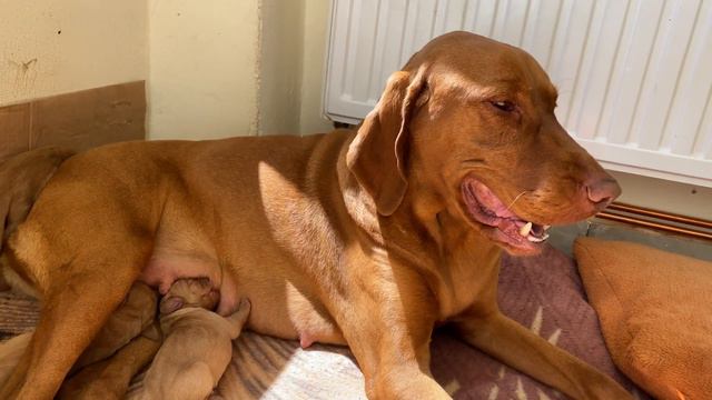 AMYAN OFFICIAL | VLOG - Cei 9 Membrii Ai Familiei❤️