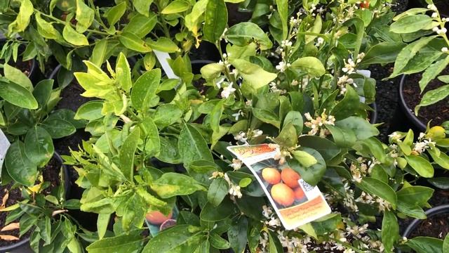 Цитрусовый рай? смотреть онлайн